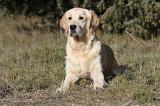 GOLDEN RETRIEVER 542